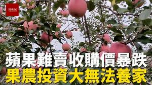 山东苹果大丰收购价却暴跌50%，果农投资大却无法收回，农民太难了