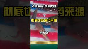 爆出麻醉鱼！养殖渔业的罗刹国怪招？60秒摆平 吃到嘴里还有味？