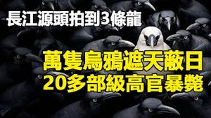 🔥🔥长江源头拍到三条龙❗万只乌鸦遮天蔽日 20多部级高官暴毙❗