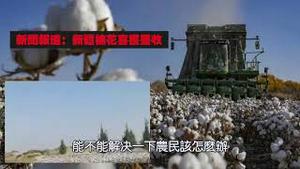 新疆棉农的心声，棉花熟了，人被关到家里，不让下地采摘，看着棉花落在地里，欲哭无泪。