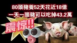 80头猪养52天花近18亿，一天一头猪可以吃掉43.2万。2024.01.28NO2164