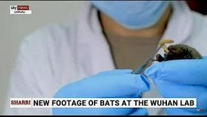 《石涛聚焦》「武汉P4病毒实验室饲养蝙蝠-研制超级病毒 2017年自吹视频爆光」幕后黑手达札克坚称“武毒没蝙蝠” 谭德塞“觉醒”：可能源自武毒洩漏（14/06）
