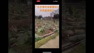 广东农管砍掉香蕉树让农民直接破产