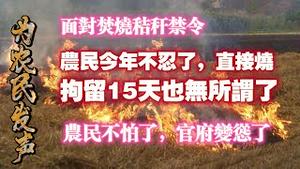 面对焚烧秸秆禁令，农民今年不忍了，直接烧，拘留15天也无所谓了。农民不怕了，官府变怂了。2024.10.06NO2515