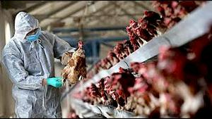 《石涛聚焦》「中国江苏出现人类首例 H10N3禽流感病毒感染者！」吓坏WHO和美疾控中心 中共病毒可能源自禽流感H5N1病毒功能增效（01/06）