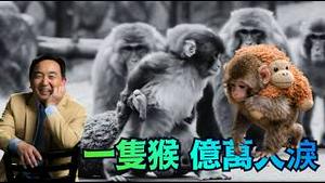 【涛哥神侃】一只被抛弃的猕猴Punch ⋯ 幼小 孤独 绝望 期待依存的眼神 博得上亿人的关注（02/21/26）「随时开始」