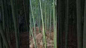 浙江乐平，种了三年的毛竹全部要挖掉，退林还耕大跃进。