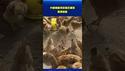 养鸡大爆发失控？中国产能激增引发蛋价崩跌，市场悲鸣！