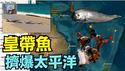 【大地震标志！深海皇带鱼 频现太平洋水域】墨西哥 加州 菲律宾 台湾 日本 ⋯ 到处都是：索罗门与台湾刚刚地震（03/06/26）#皇带鱼 #大地震 #trump